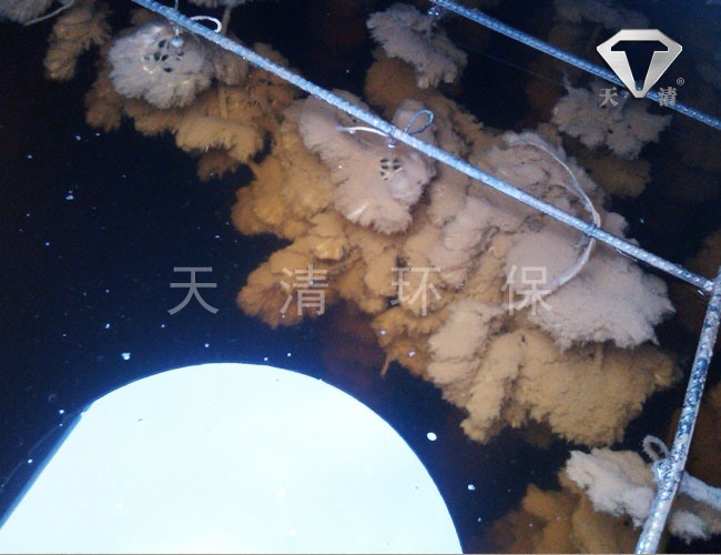 天清环保培养的活性污泥